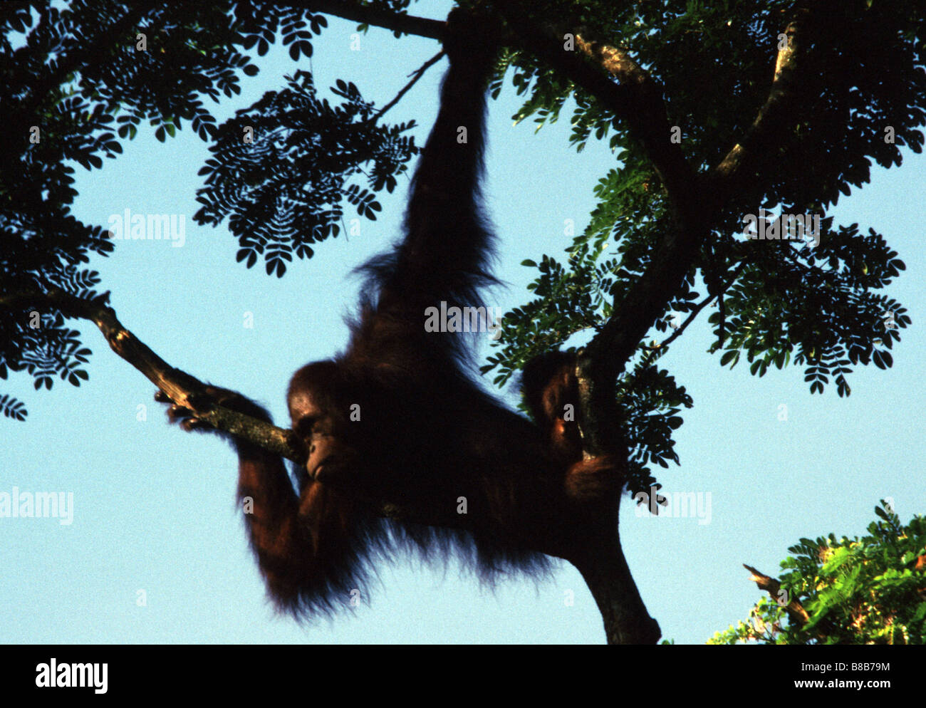 Orang-utang, Pongo pygmaeus Stock Photo
