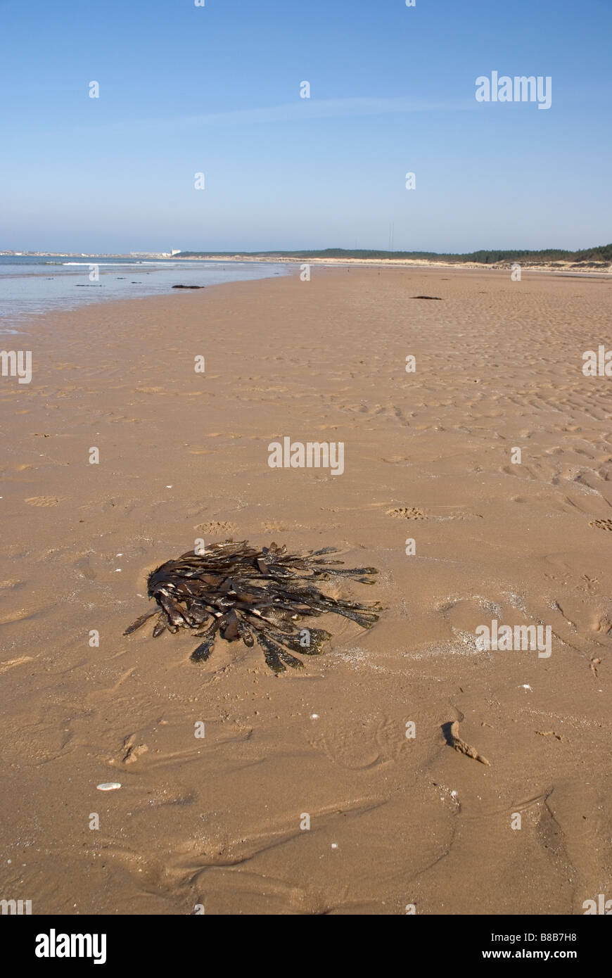 Roseisle beach, Near Forres, Morayshire, Scotland Stock Photo Alamy