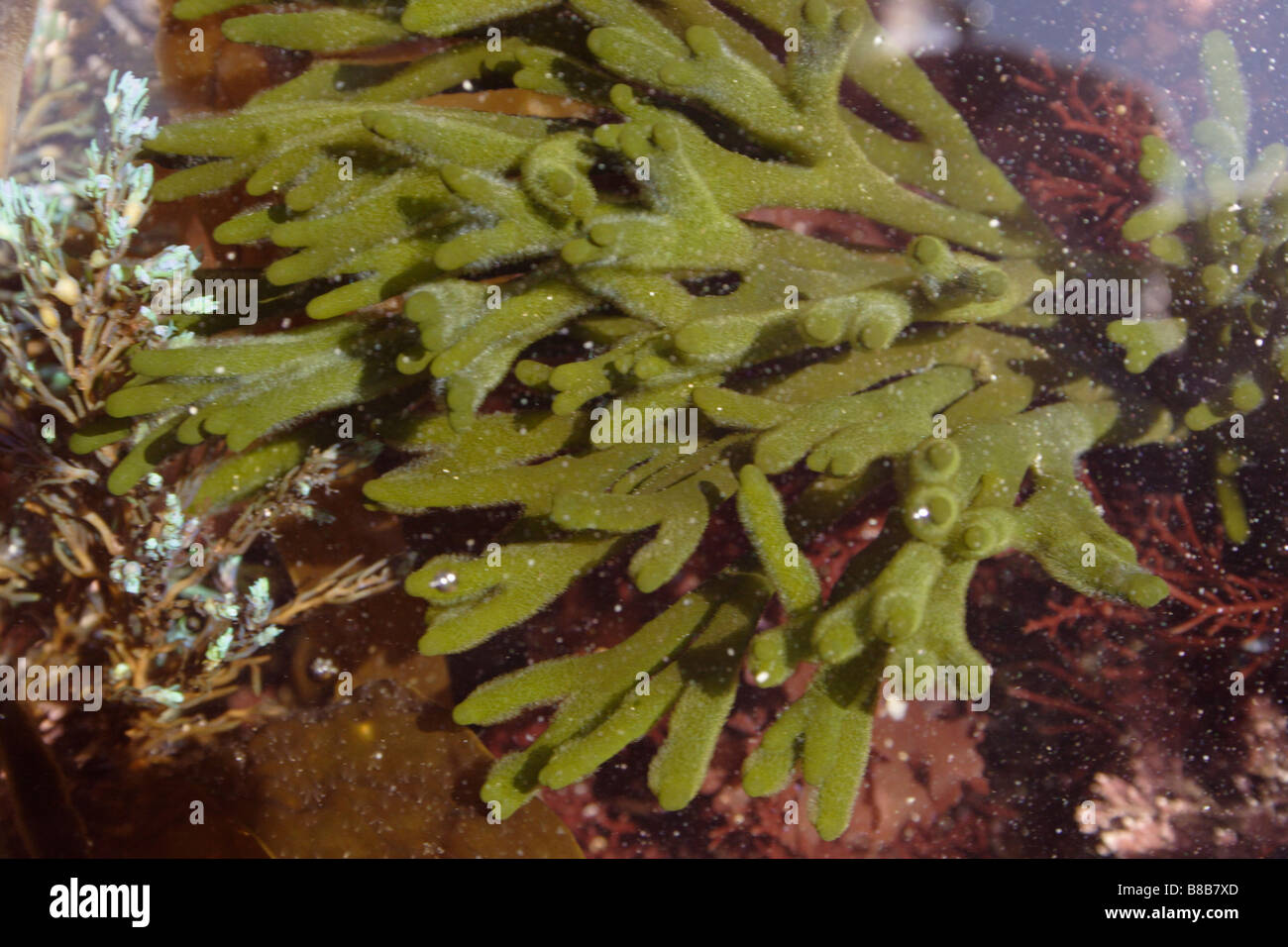 Velvet horn Codium tomentosum a green seaweed in a rockpool UK Stock Photo