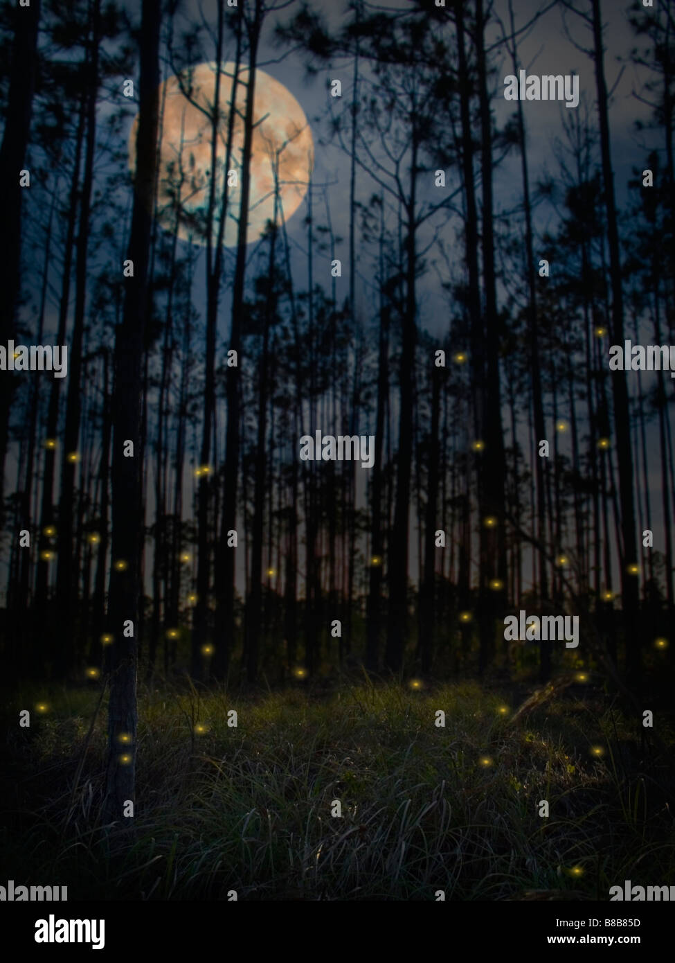 Group of fireflies in a forest Stock Photo