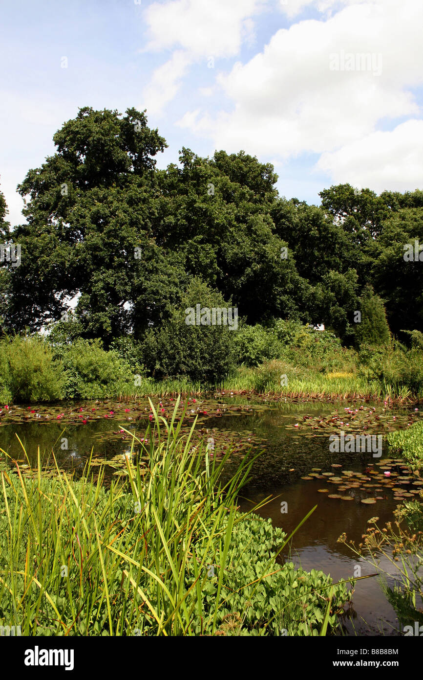 A FOREST WILDLIFE POND WITH WATER LILY PADS IN THE ENGLISH COUNTRYSIDE. Stock Photo