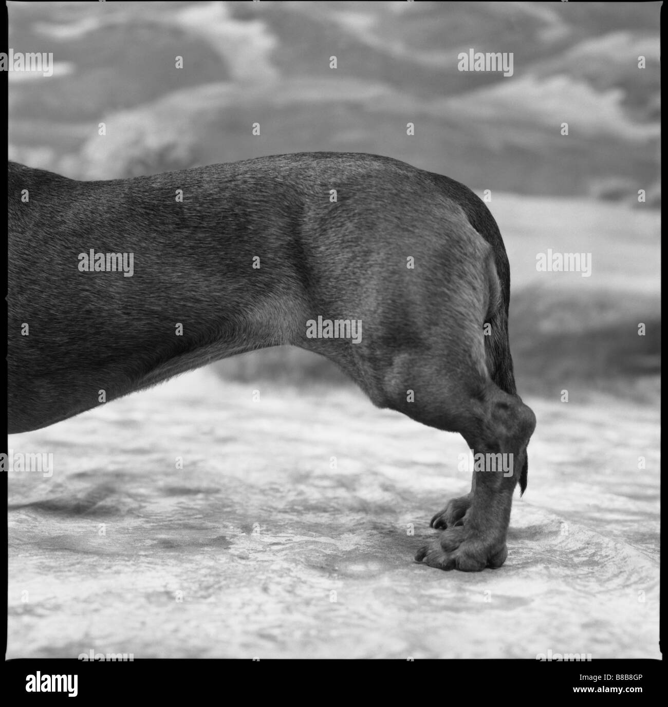 Back end dog b w hires stock photography and images Alamy