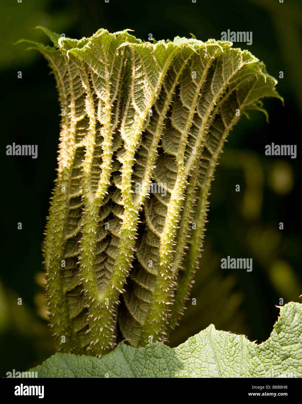 A giant Gunnera leaf about to unfurl shows its thorny underside.Gunnera is one of the biggest and most spectacular, architectura Stock Photo
