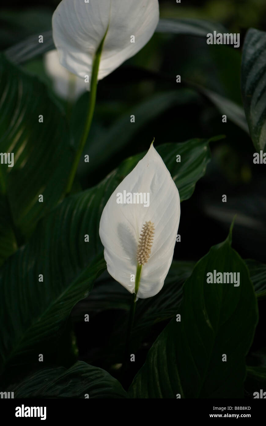 Peace Lily Stock Photo