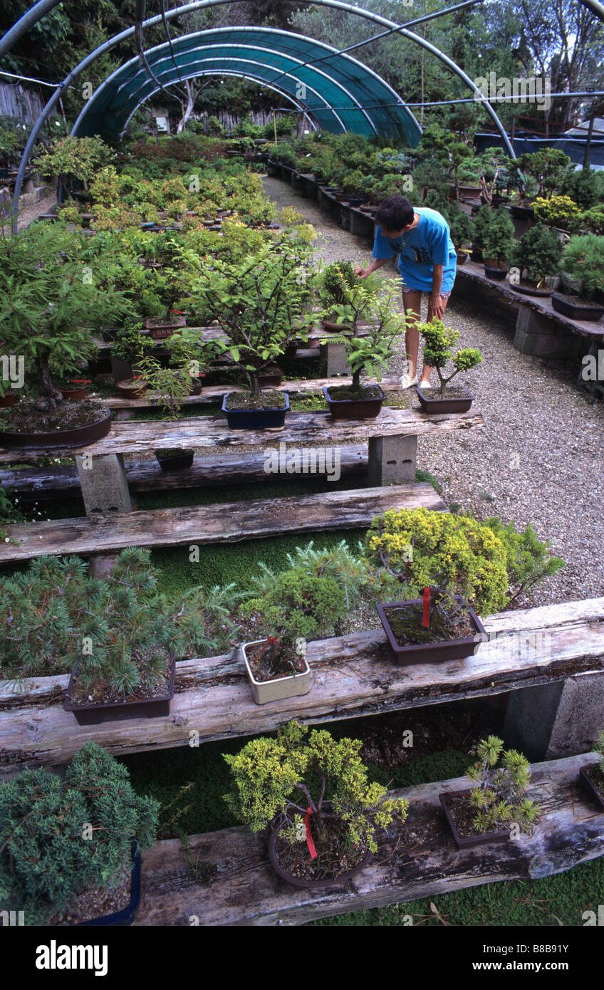 Bonsai Nursery or Garden Centre, Biot, Alpes-Maritimes, France Stock Photo