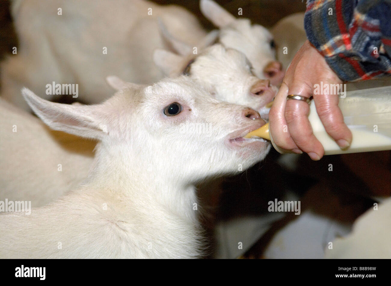 bottle feeding a baby goat