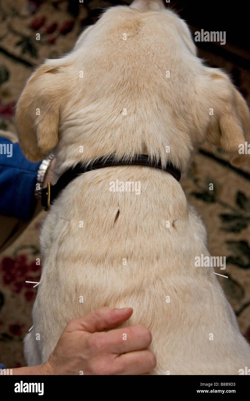 What Age Do Large Dogs Get Arthritis