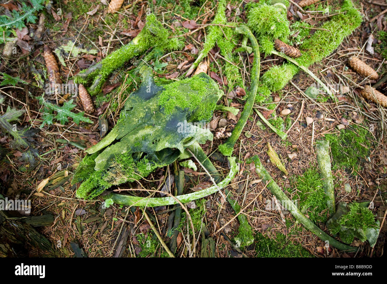 Moos skeleton with skull, Sweden Stock Photo