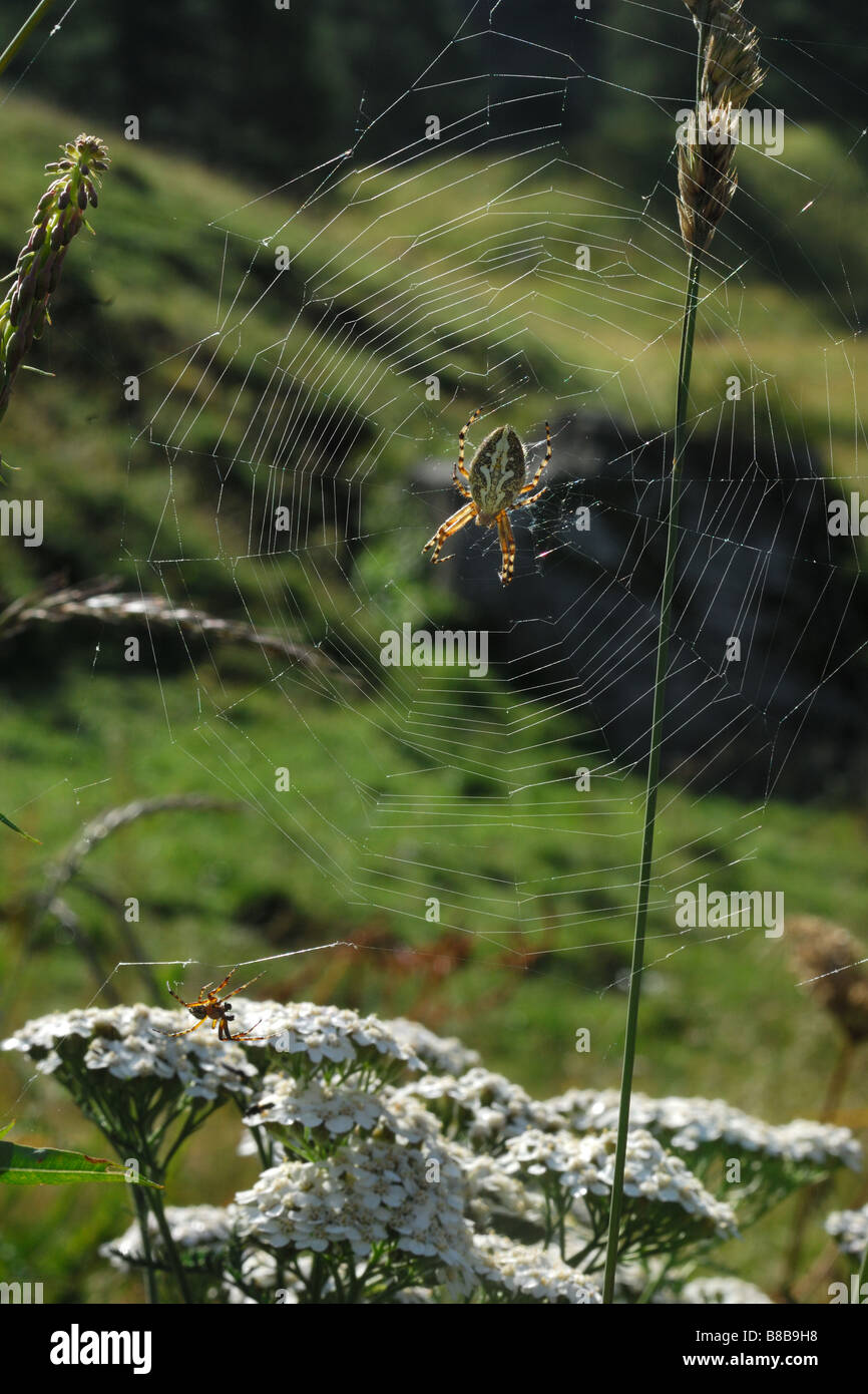 Argiope maschio femmina coppia ragnatela spider web couple ragno parco nazionale Gran Paradiso Valle d'Aosta Italy Stock Photo