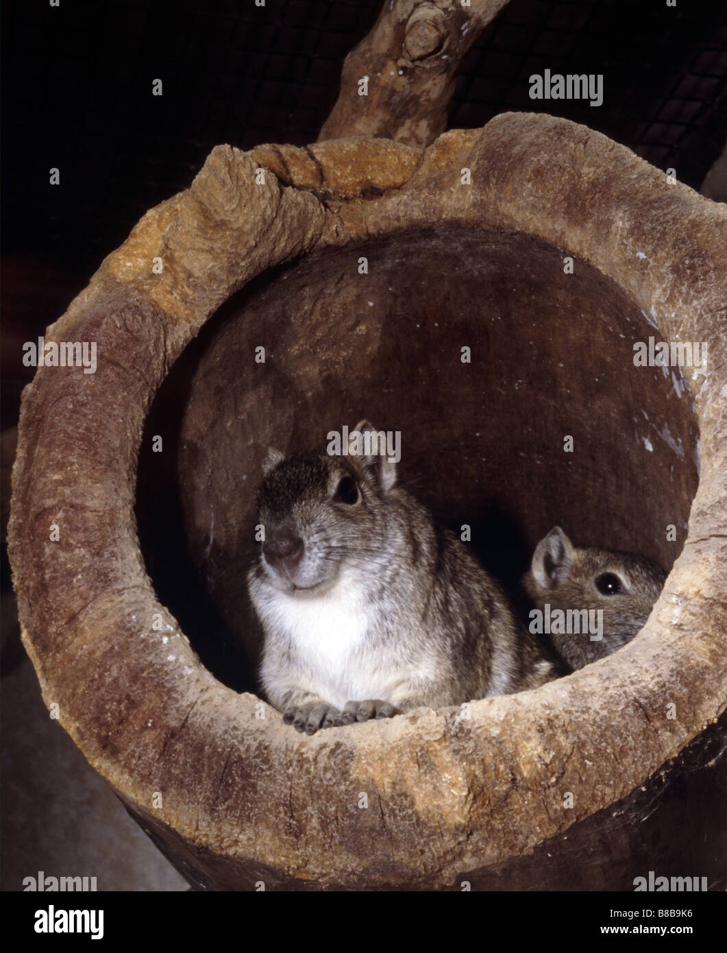 Degu, Octodon degus Stock Photo