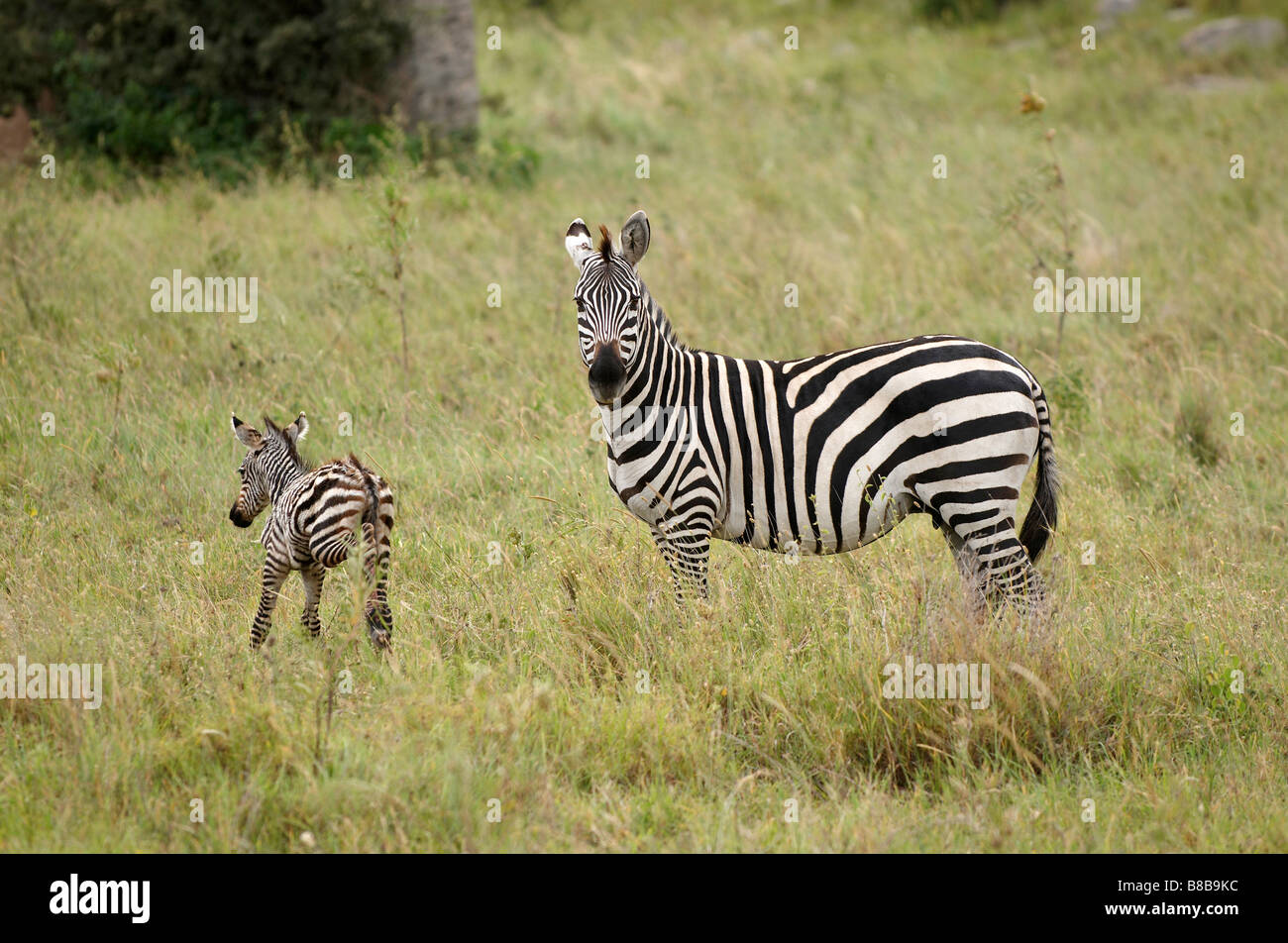Zebras African animals with white and black stripes Stock Photo - Alamy