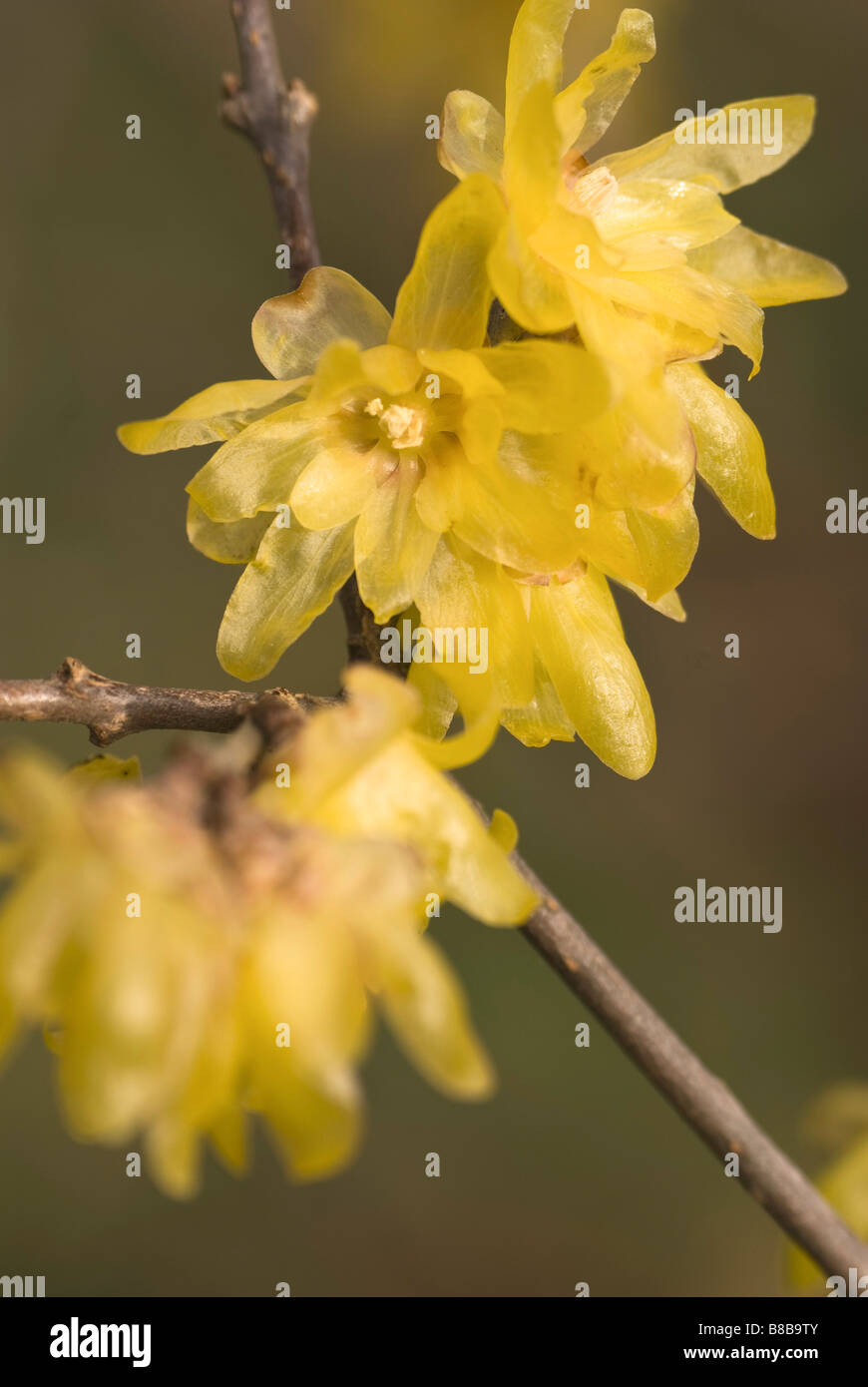 Flowers of Chimonanthus praecox var. luteus syn. concolor (Wintersweet) a winter-blooming shrub. Stock Photo