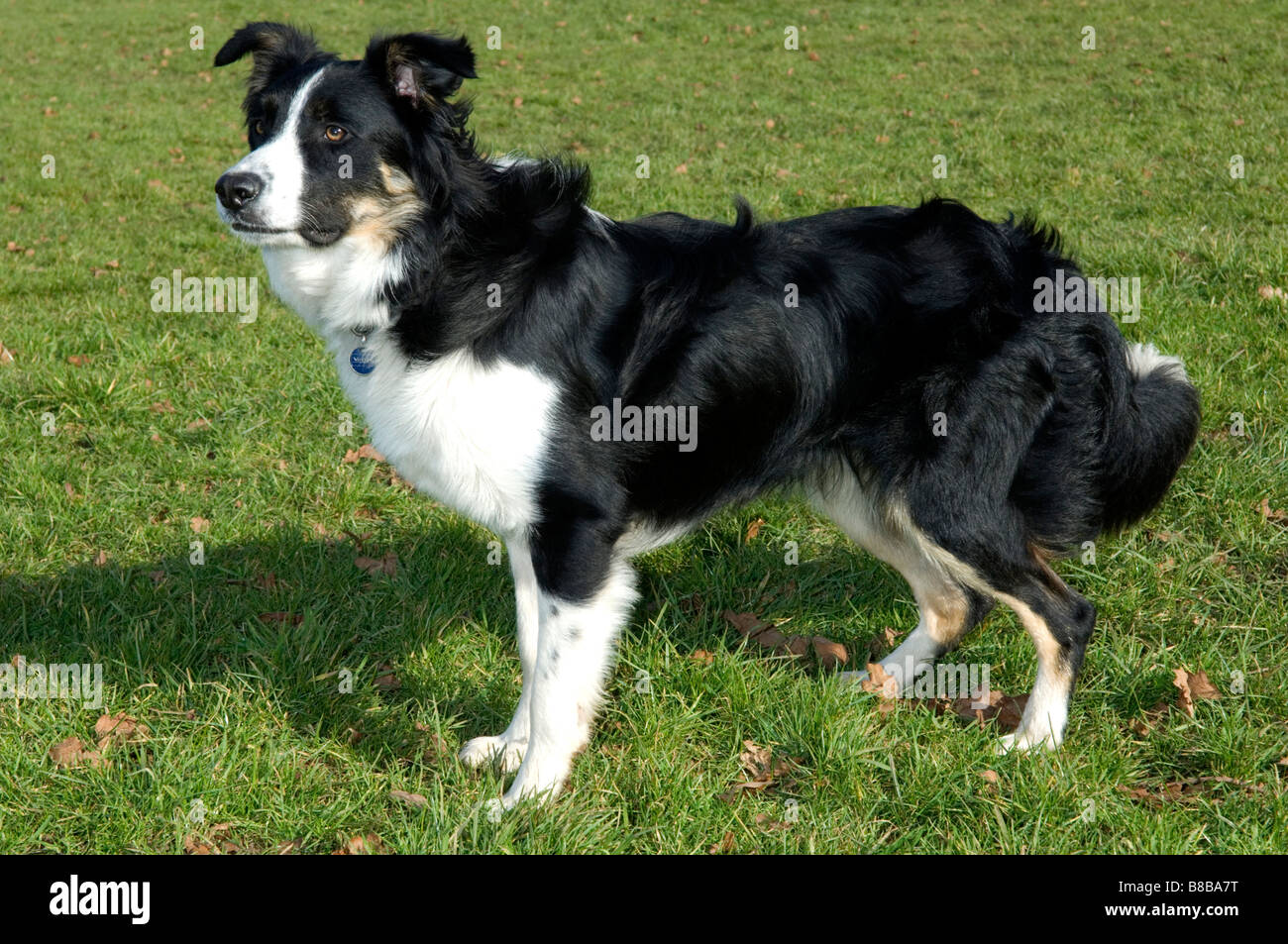 Border collie dog,UK. Model/Property released Stock Photo