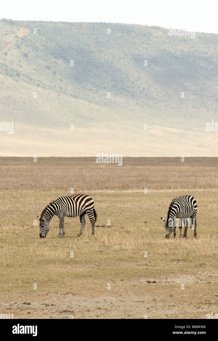 Zebras African animals with white and black stripes Stock Photo - Alamy
