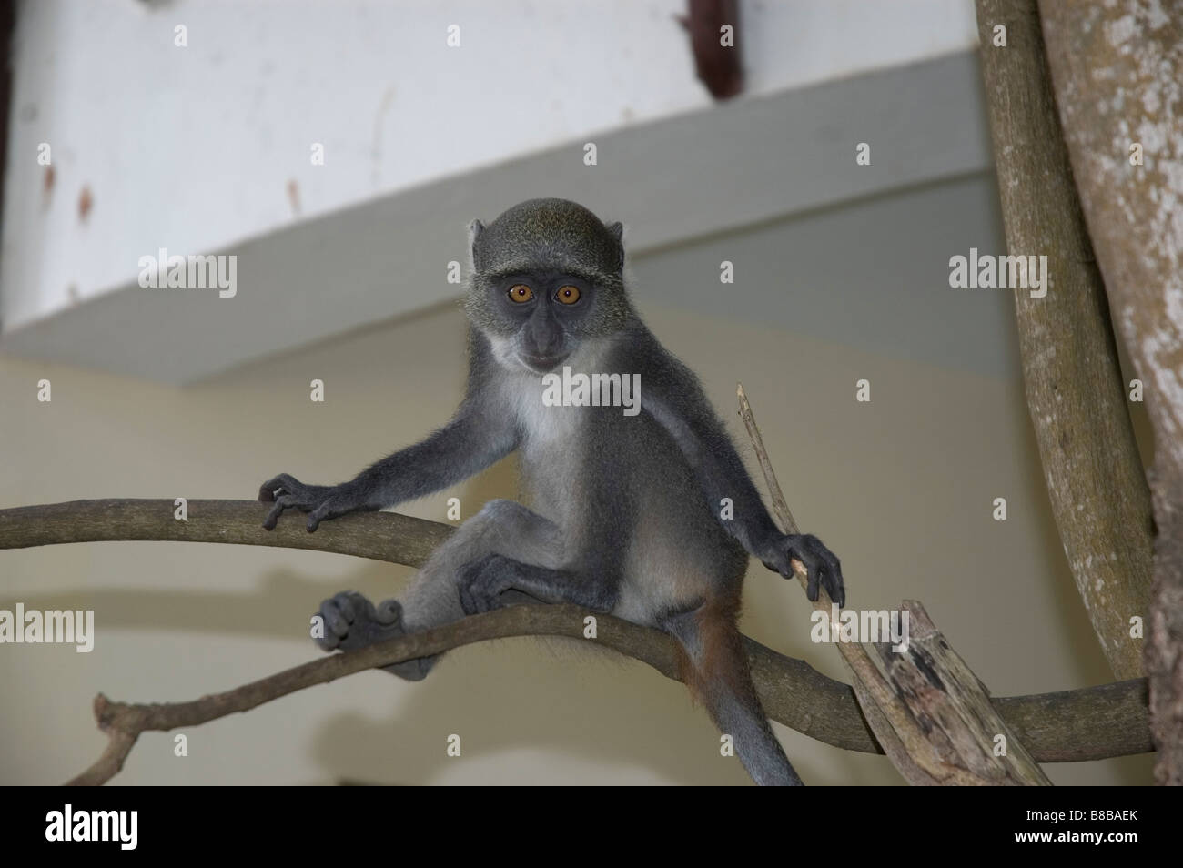 Monkeys in the hotel hi-res stock photography and images - Alamy