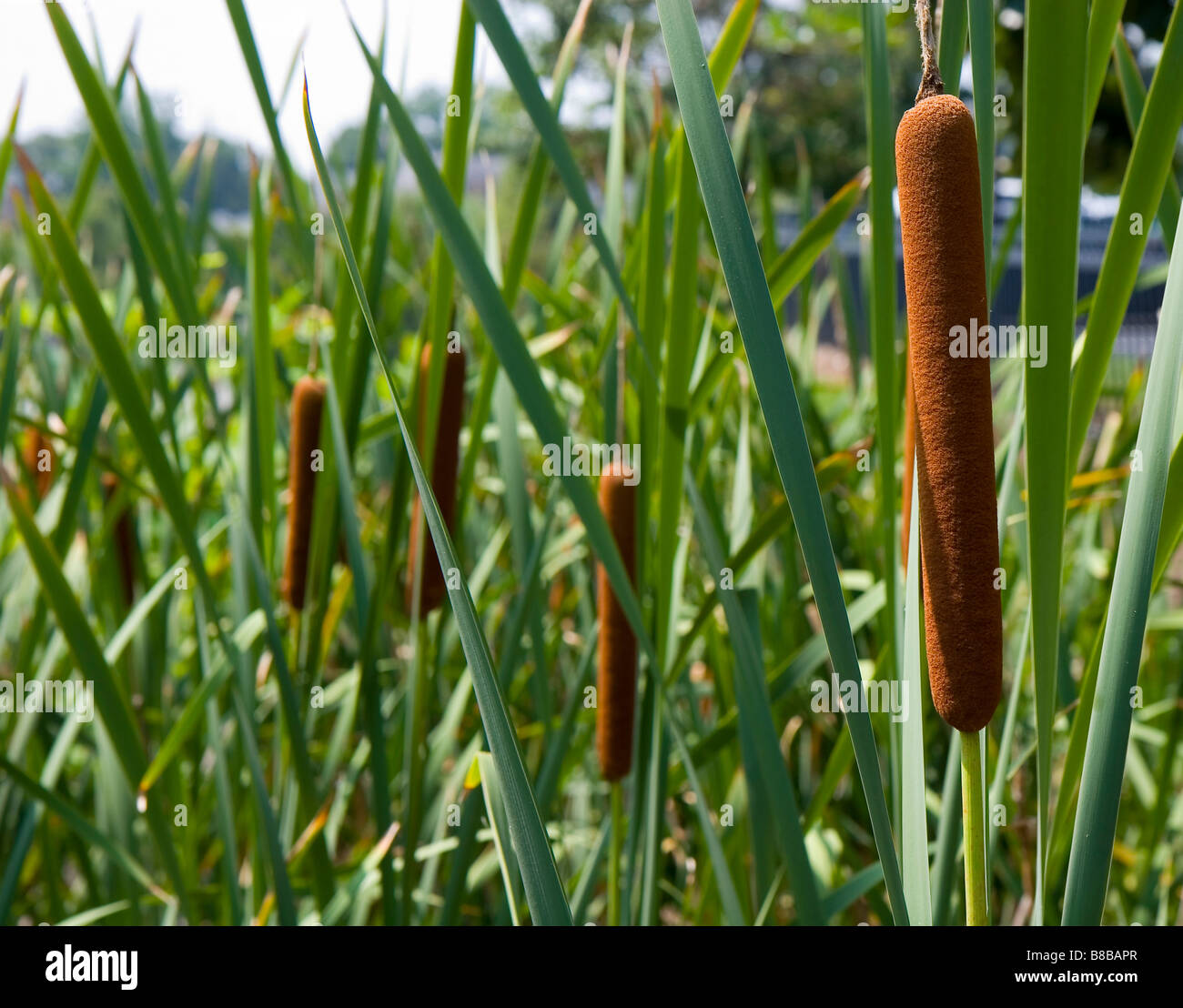 Stalks Vs Reeds Roadside marsh hi-res stock photography and images - Alamy