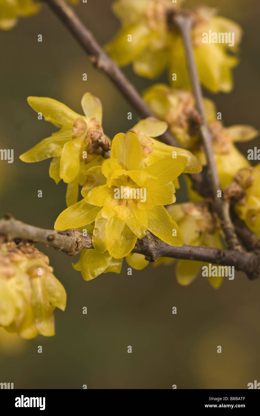 The flowers of Chimonanthus praecox var. luteus syn. concolor (Wintersweet) a winter-blooming shrub Stock Photo