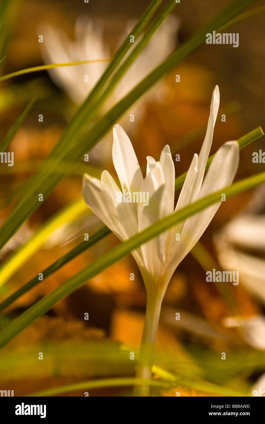 The blossom of a fall-blooming bulb, Colchicum autumnale. This is the less common white form 'Alboplenum'. Stock Photo