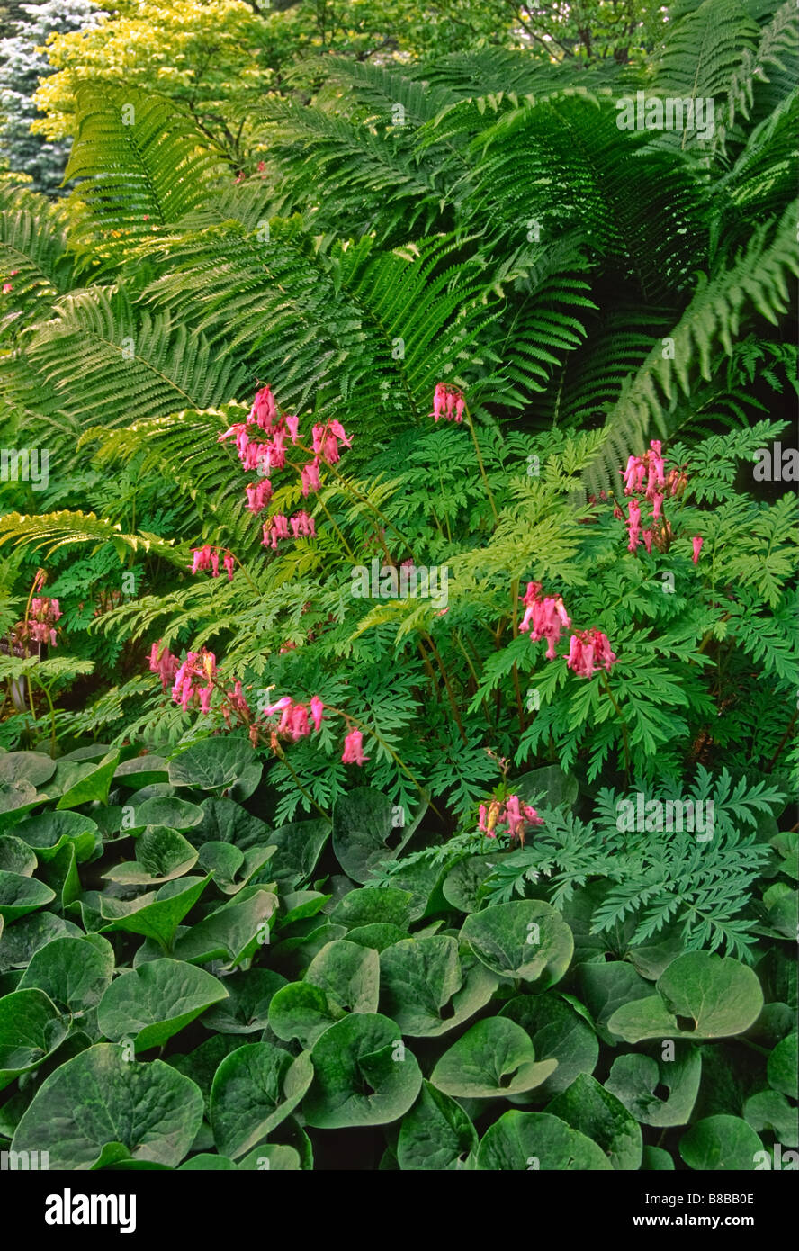 A spring shade garden features native American plants (wildflowers) with contrasting shapes and textures. Stock Photo