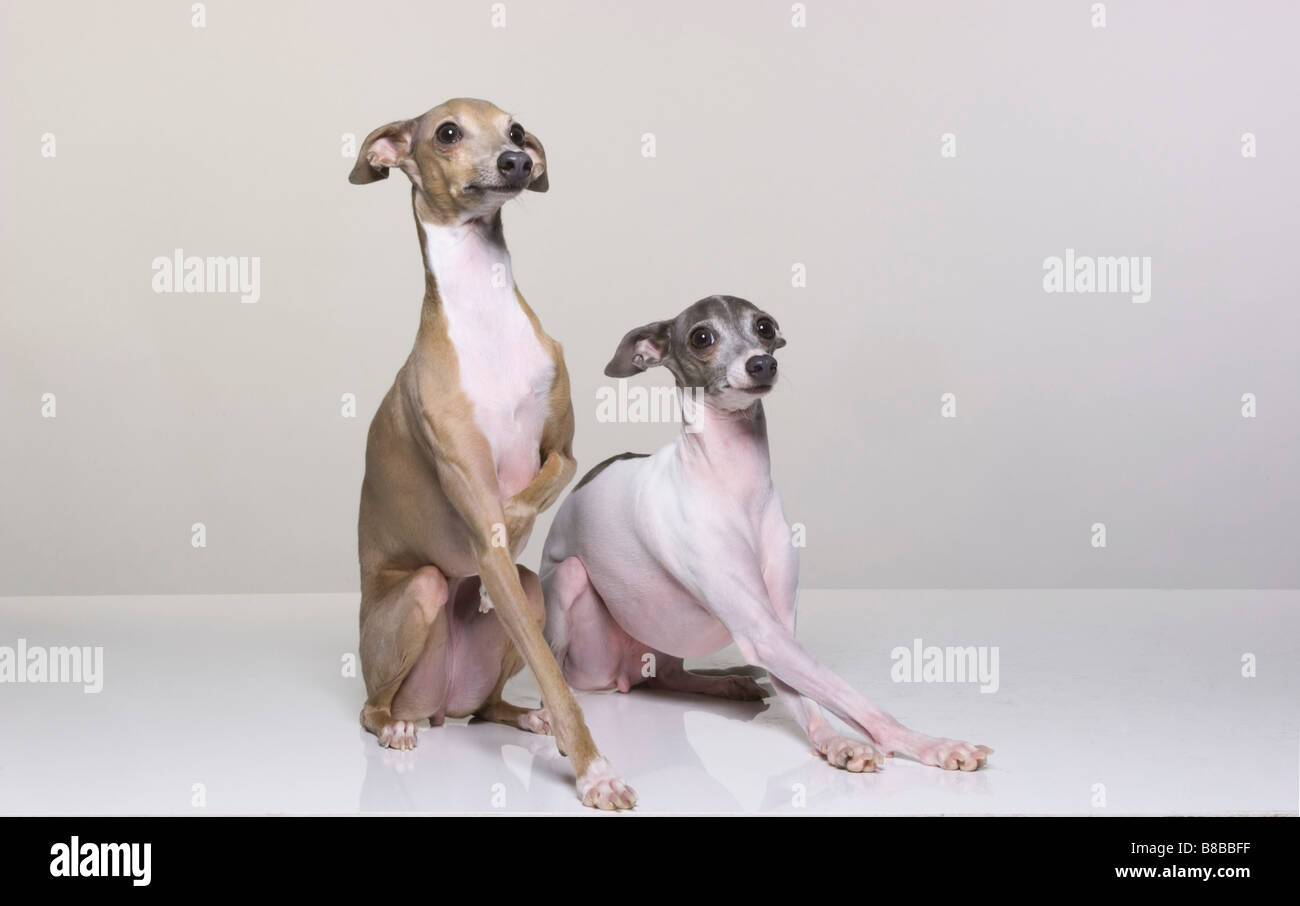 Are Italian Greyhounds Yappy