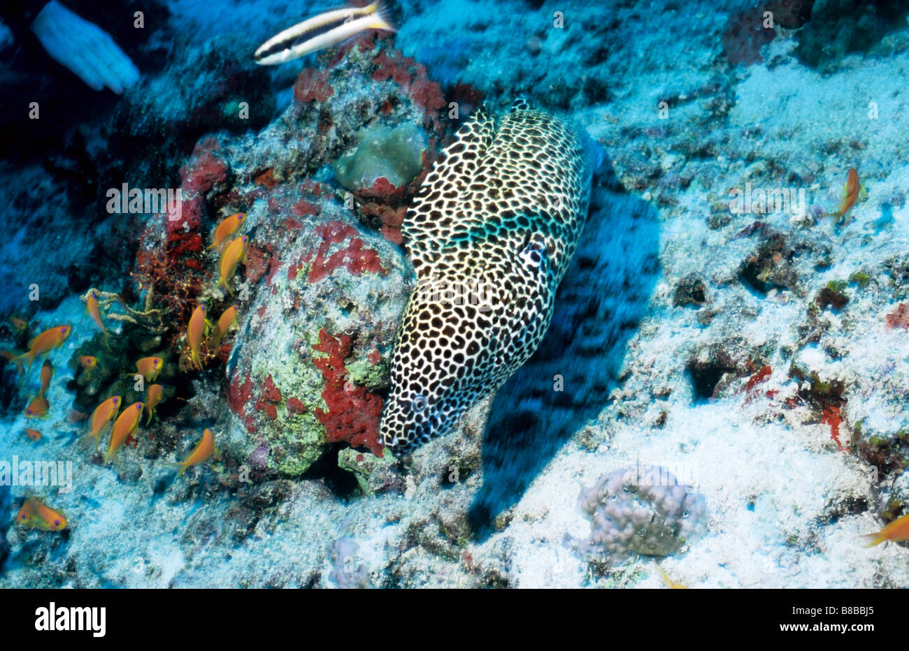 Honeycomb Moray swims over the reef in the Maldives. Family name: Muraenidae. Gymnothorax Favagineus. Underwater in the Maldives Stock Photo