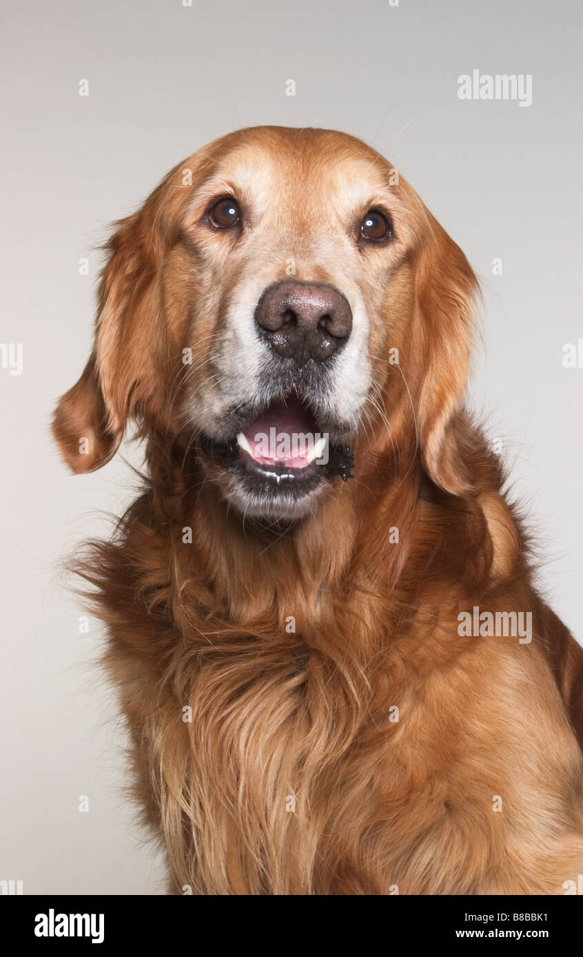 Portrait Golden Retriever Stock Photo - Alamy