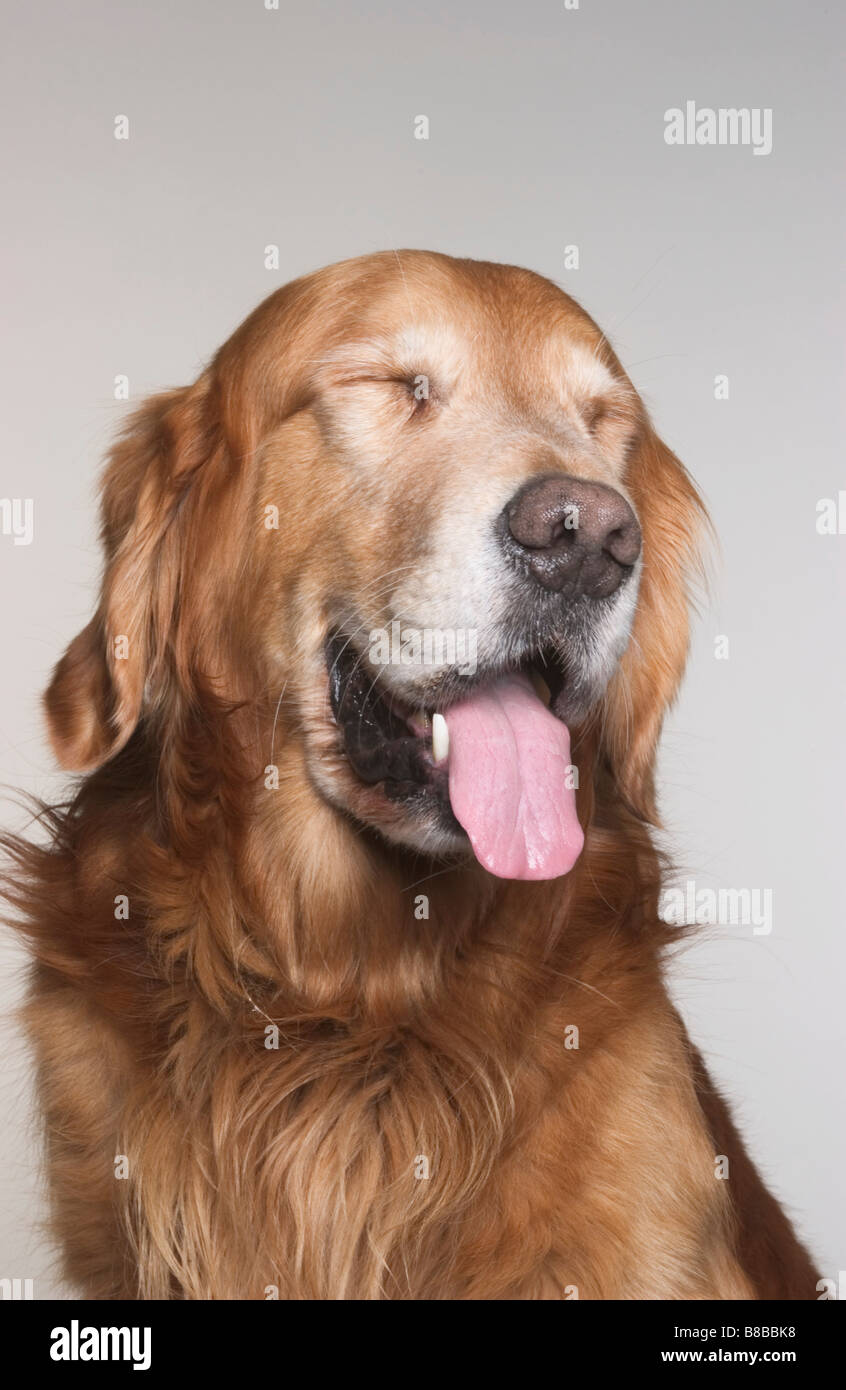 Portrait Golden Retriever Stock Photo - Alamy
