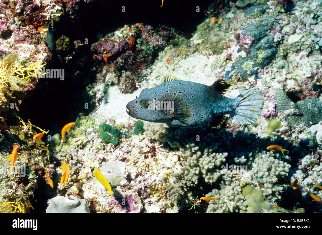 Pufferfish. Order: Tetraodontiformes. Family: Tetraodontidae. Arothron Meleagris. Underwater marine life of the Maldives. Stock Photo