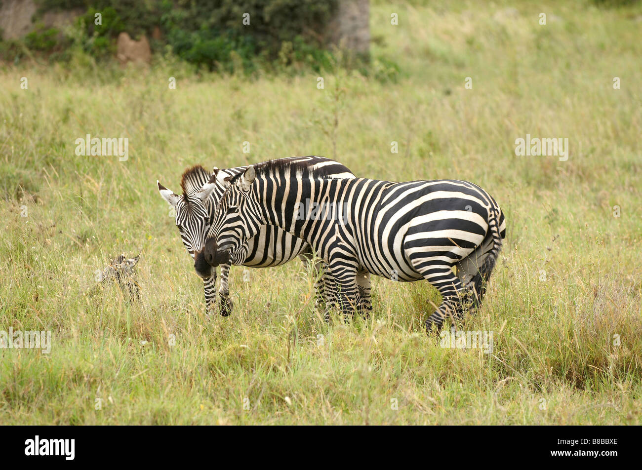 Black And White Stripes Stock Photos & Black And White Stripes Stock ...