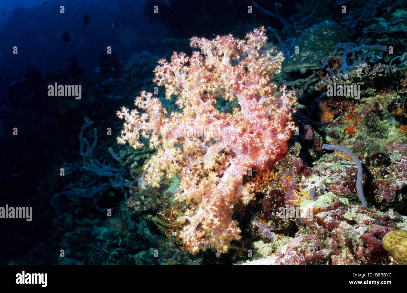 Pink, Spiky, Soft Coral. Alcyonaria. Nephtheidae. Dendronephthya. Underwater marine life of the Maldives. Stock Photo