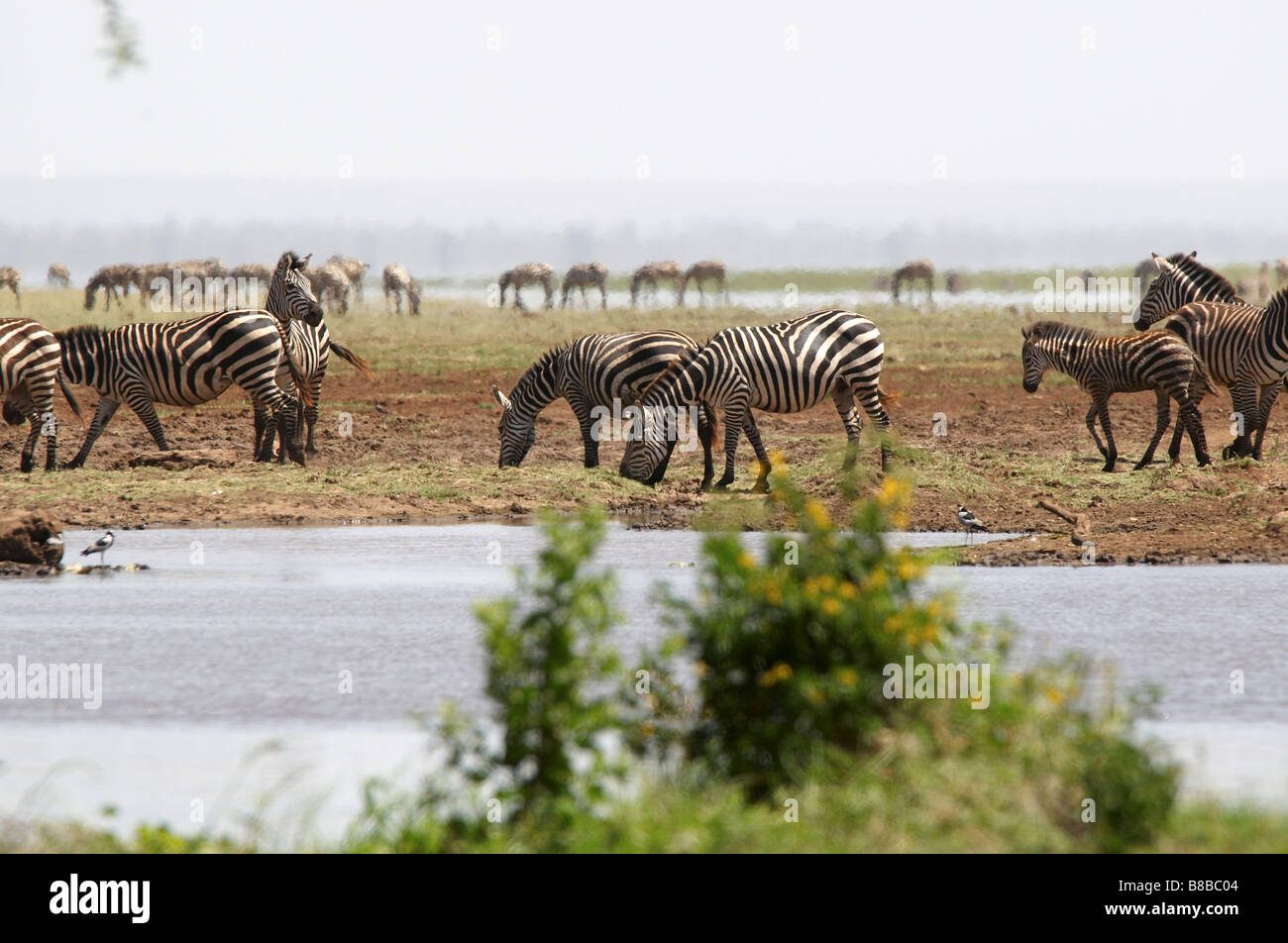 Zebras African animals with white and black stripes Stock Photo - Alamy