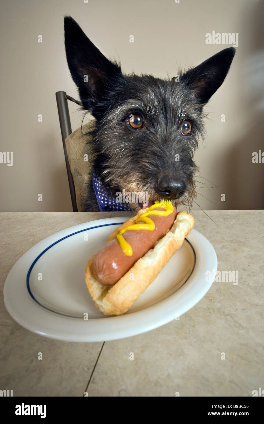 Dog Eating Hotdog Stock Photo Alamy