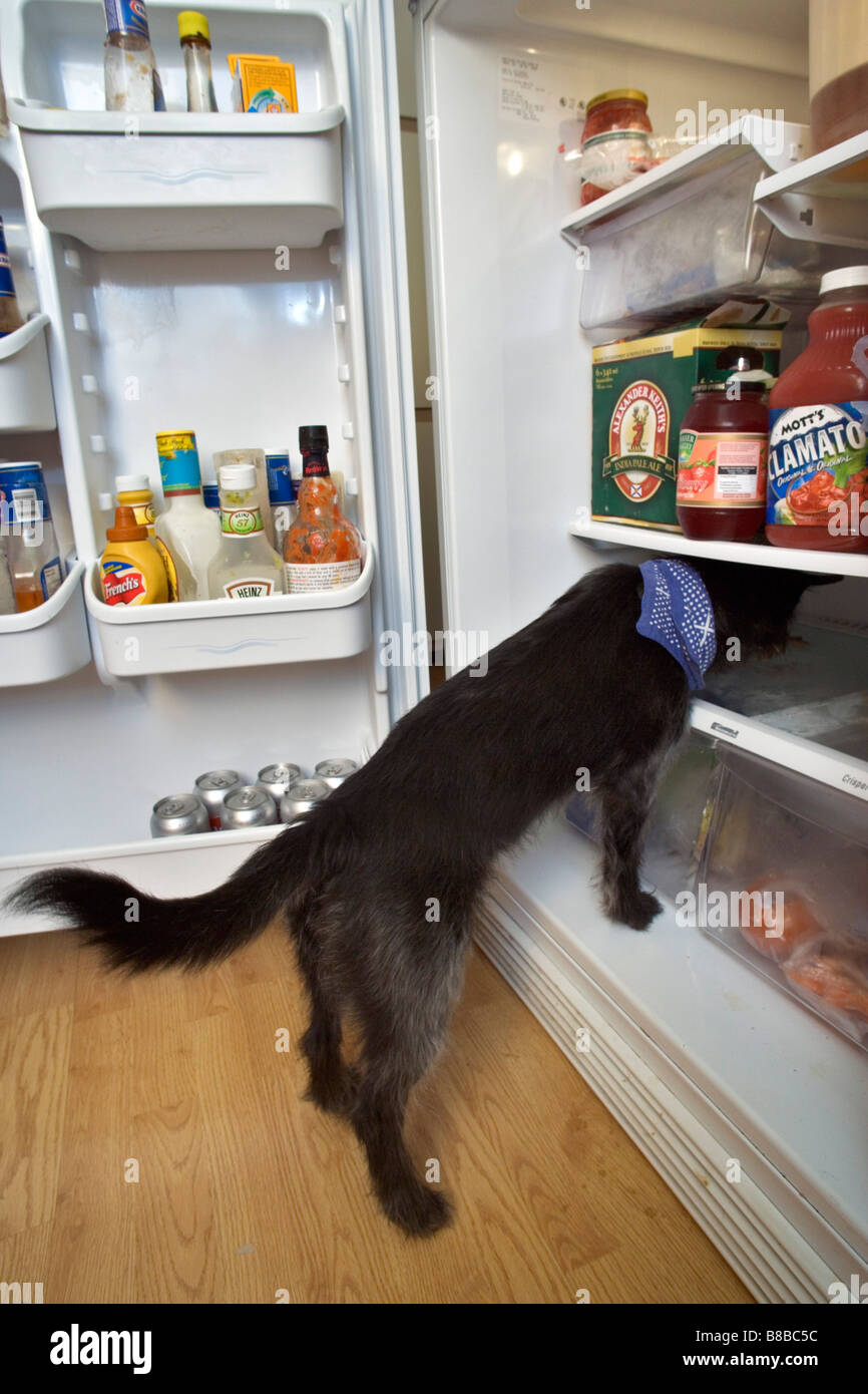 Dog Climbing into Refrigerator Stock Photo Alamy