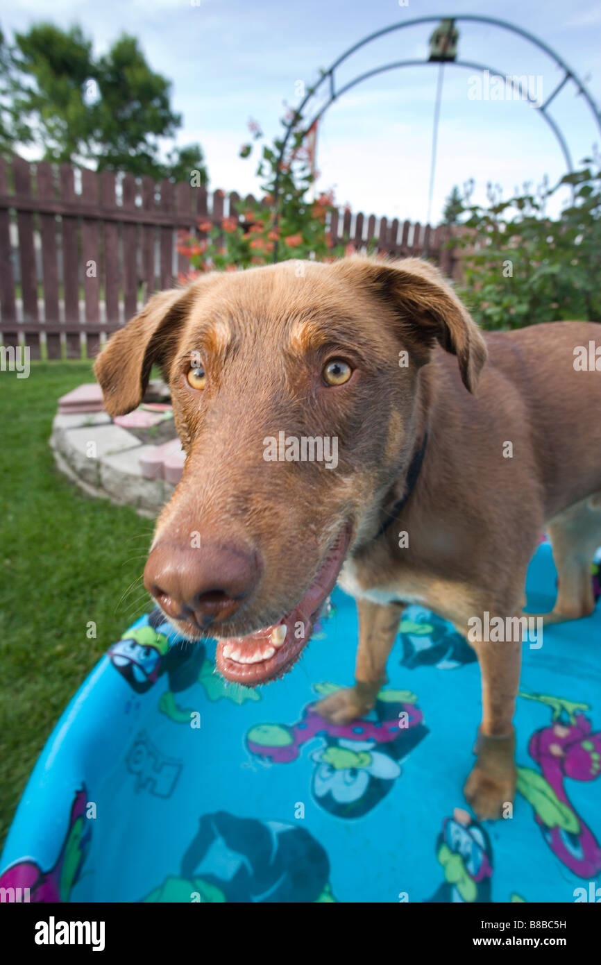 Dog Kiddie Pool Stock Photo Alamy