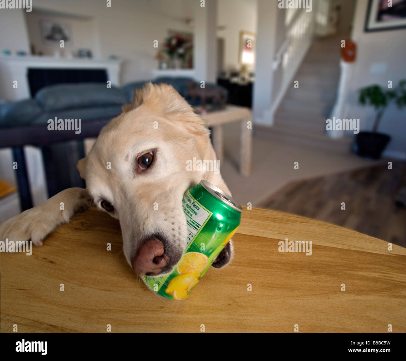 Dog Picking Up Can f Table Stock Photo Alamy