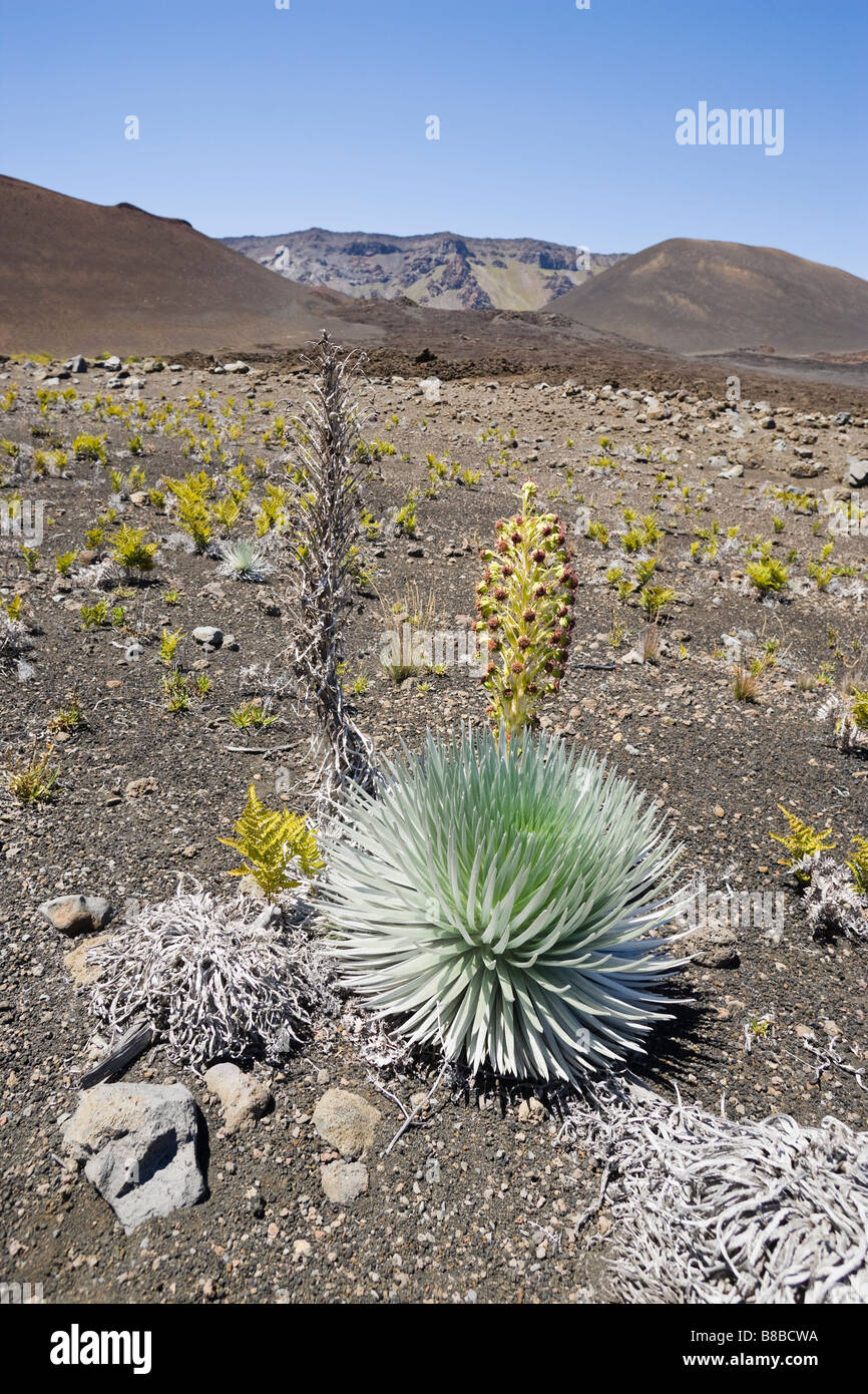 A gathering of Silversword plants one in bloom one dying and one in the middle of it s lifecycle on the valley floor of the Hale Stock Photo