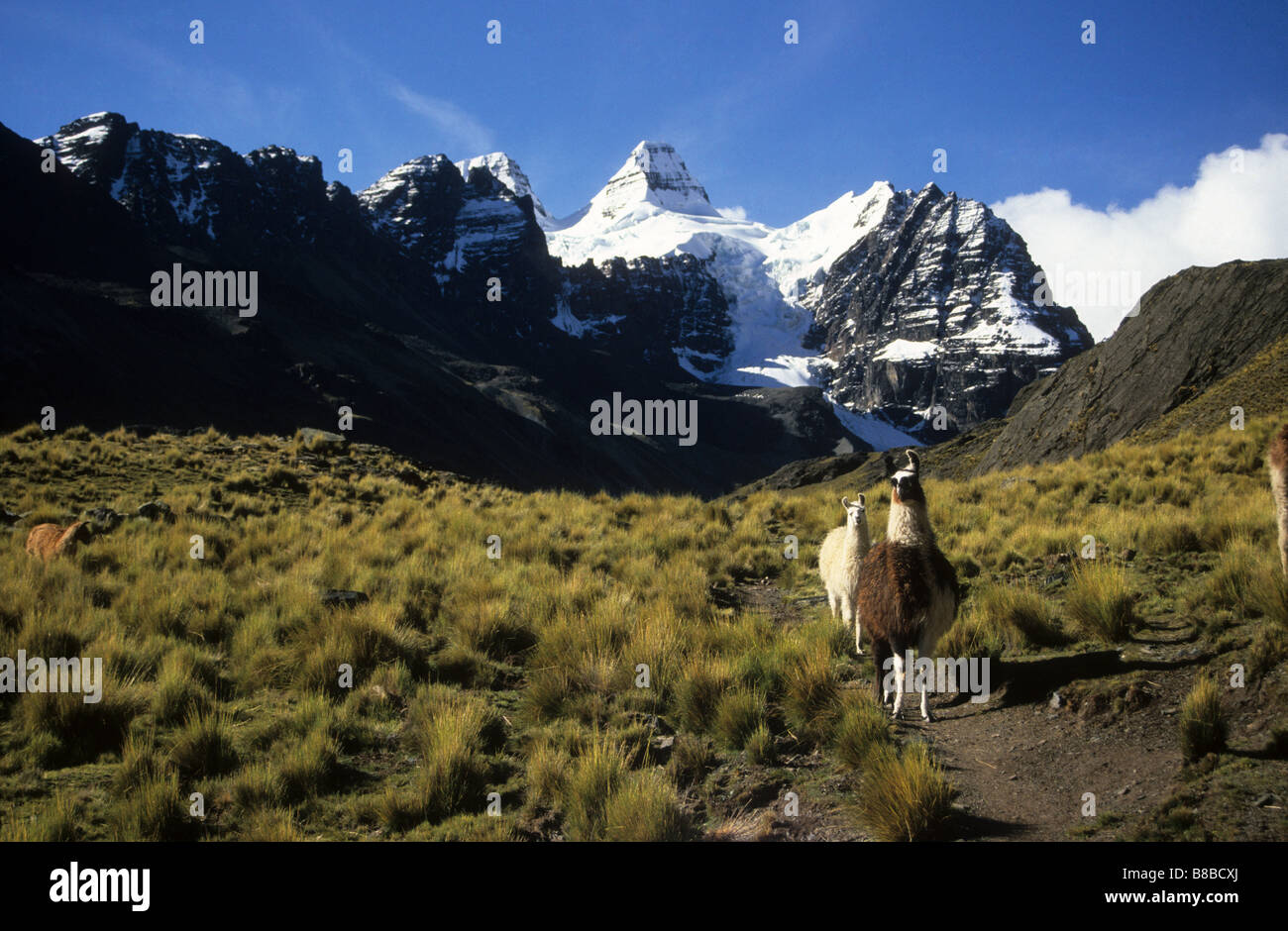 Llamas (Lama glama), ichu grass ( Jarava ichu ) and Mt Condoriri, near Tuni, Cordillera Real, Bolivia Stock Photo