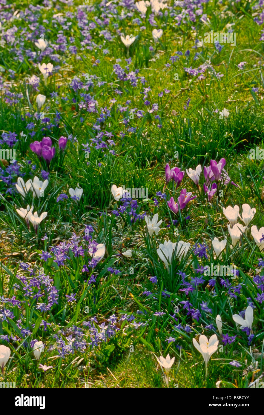Naturalized bulbs hires stock photography and images Alamy