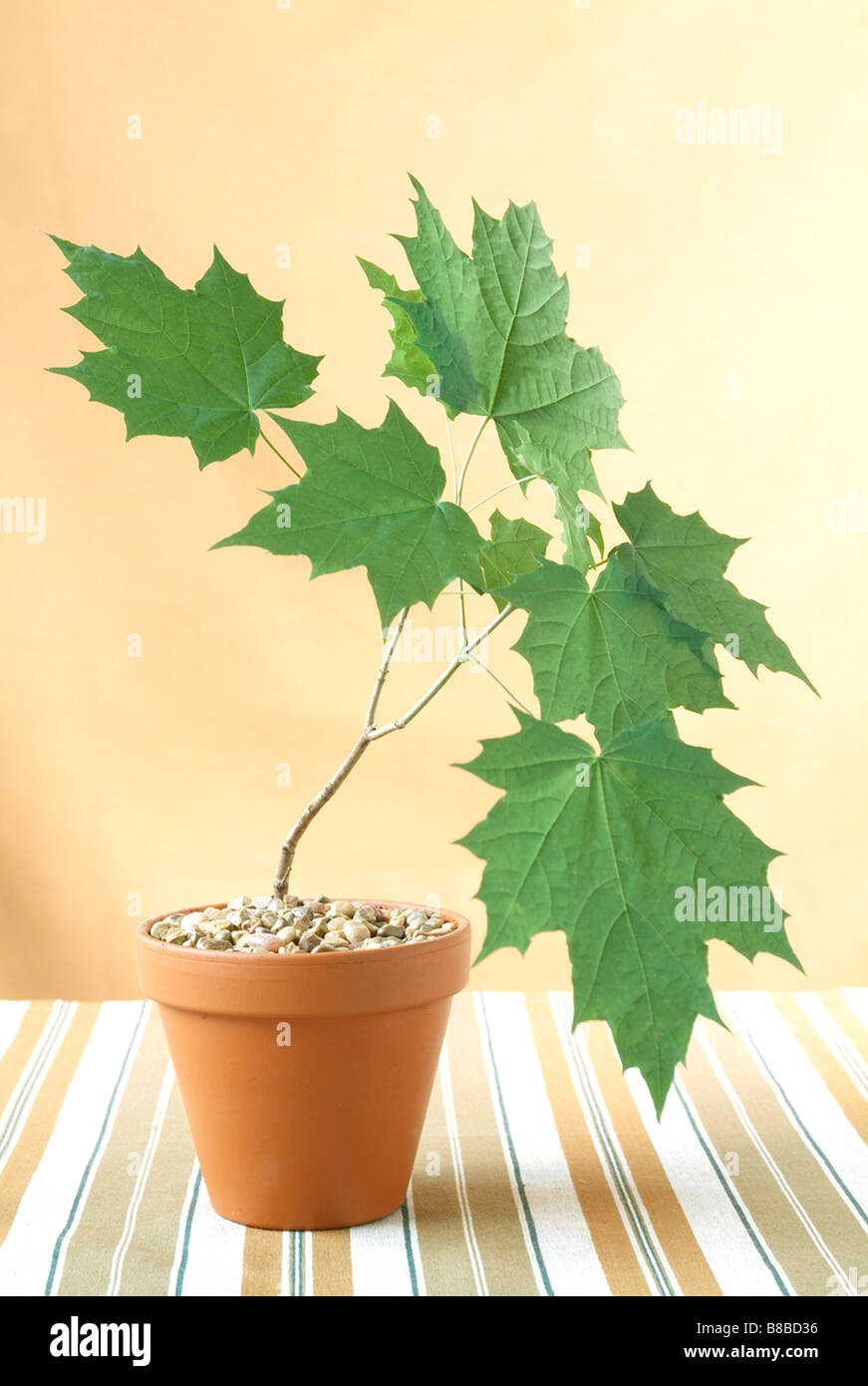 Potted Maple Tree Sapling Stock Photo Alamy