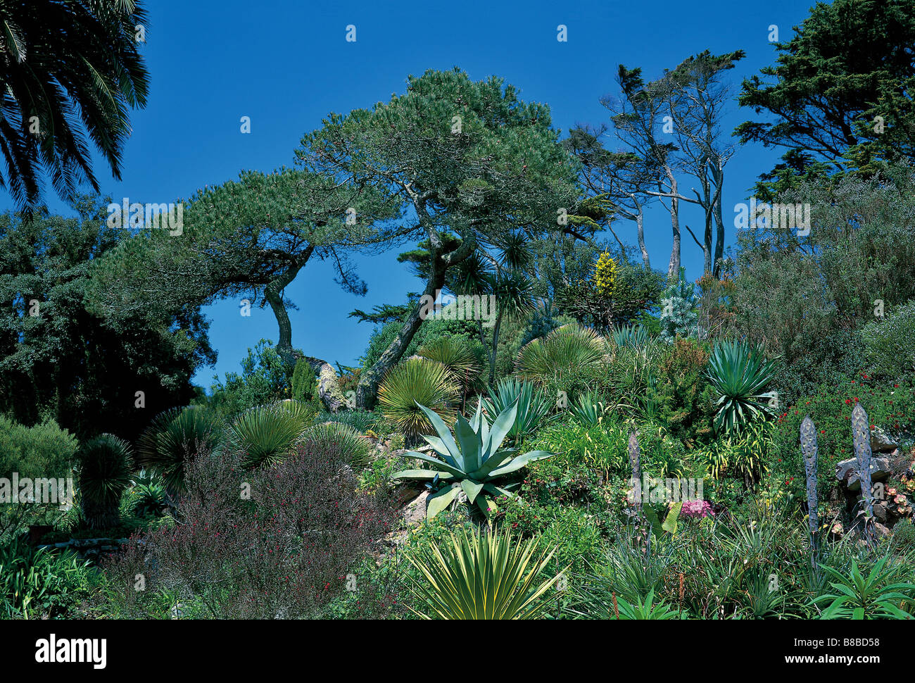 Echiums hires stock photography and images Alamy