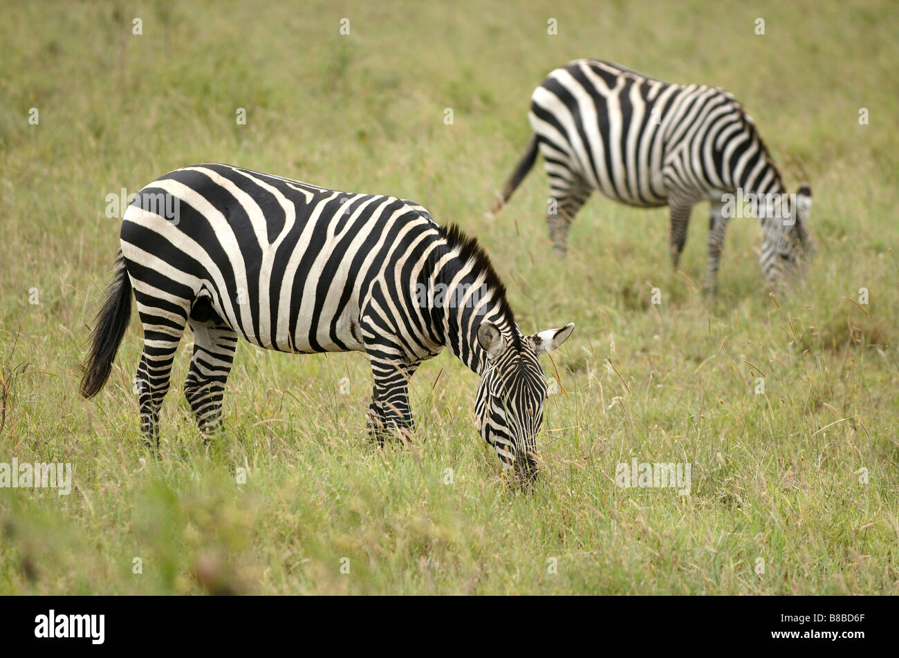 Zebras African animals with white and black stripes Stock Photo - Alamy