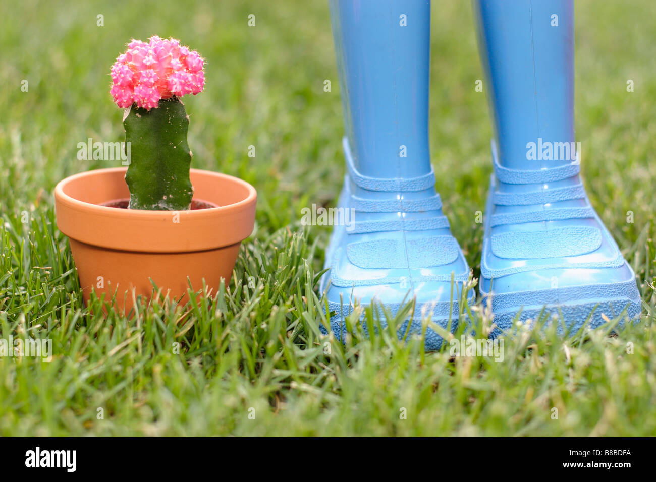 Rubber Boots Cactus Plant Lawn Stock Photo Alamy