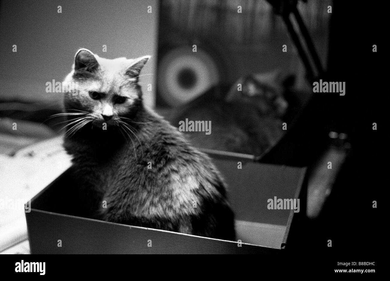 Imageworks Photographic; B/W Cat Cardboard Box Stock Photo
