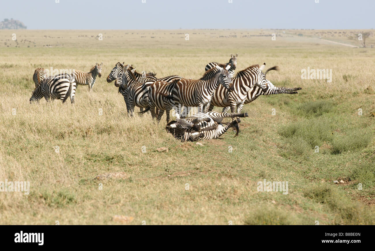 Zebras African animals with white and black stripes Stock Photo - Alamy