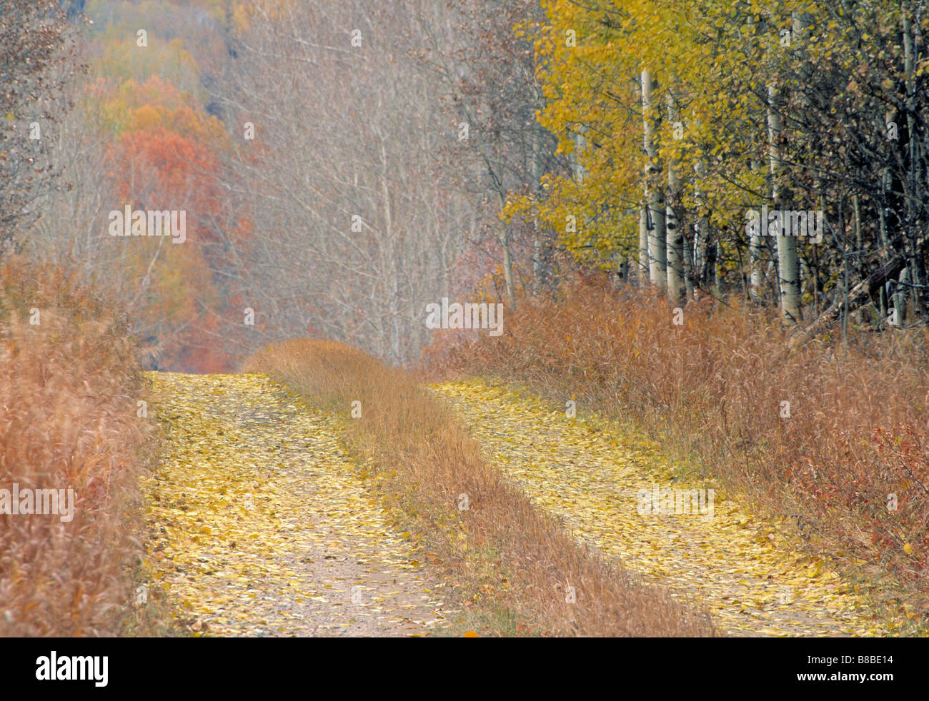 Natural Moments Photography; Country Lane, Fall Colours, near Cremona