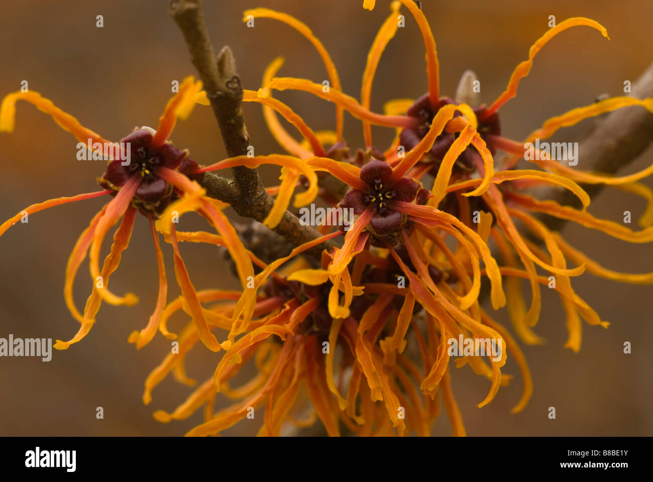 Close-up of Hamamelis x intermedia 'Jelena' (witch hazel) a shrub that blooms in late winter. Stock Photo