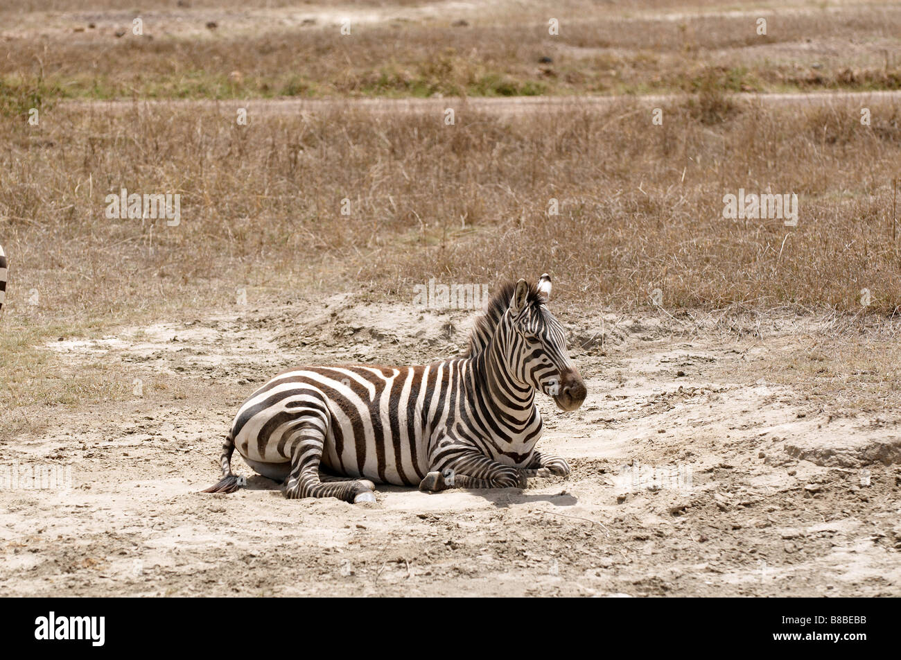 Zebras African animals with white and black stripes Stock Photo - Alamy