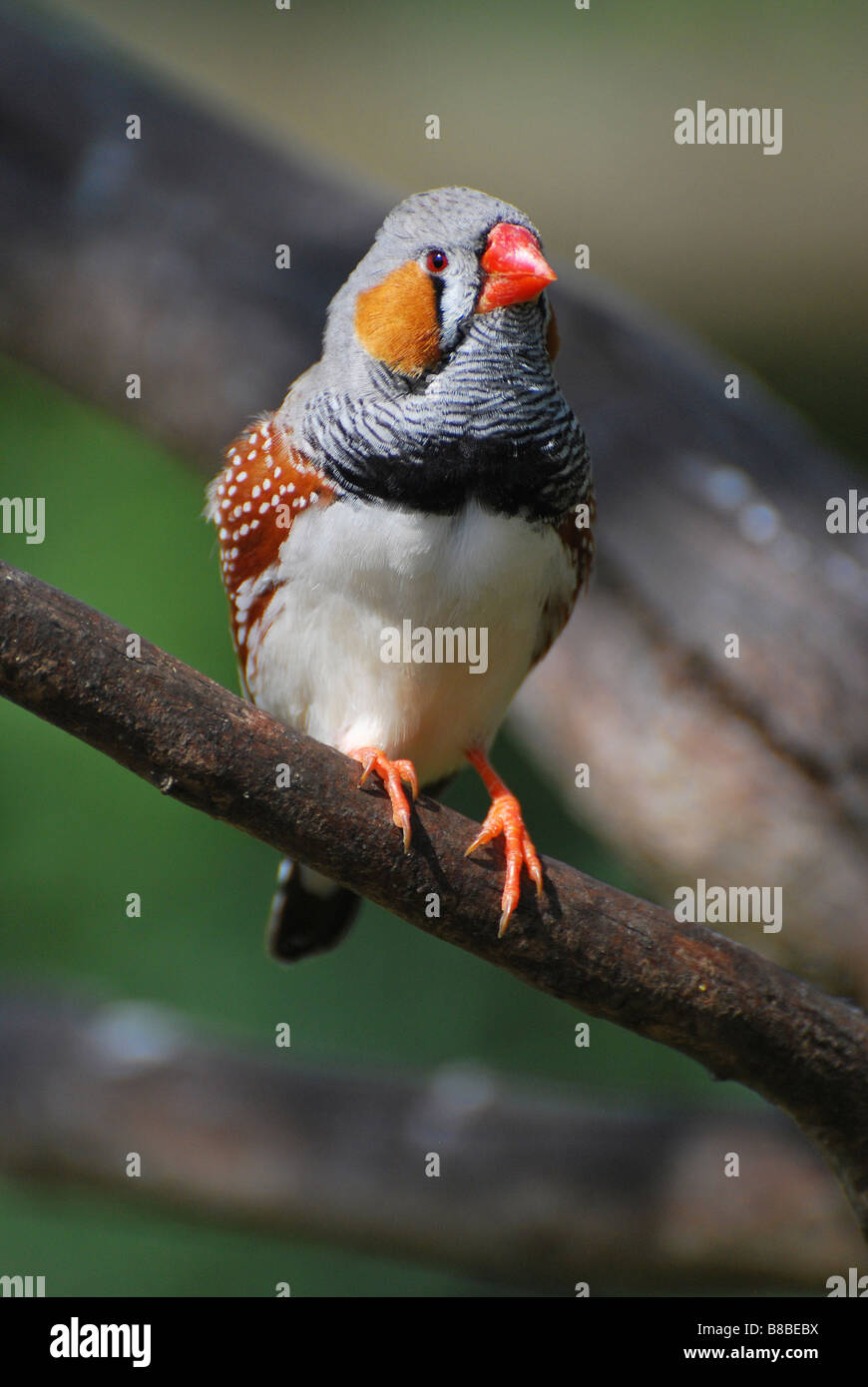 Australian Zebra Finch Stock Photo - Alamy