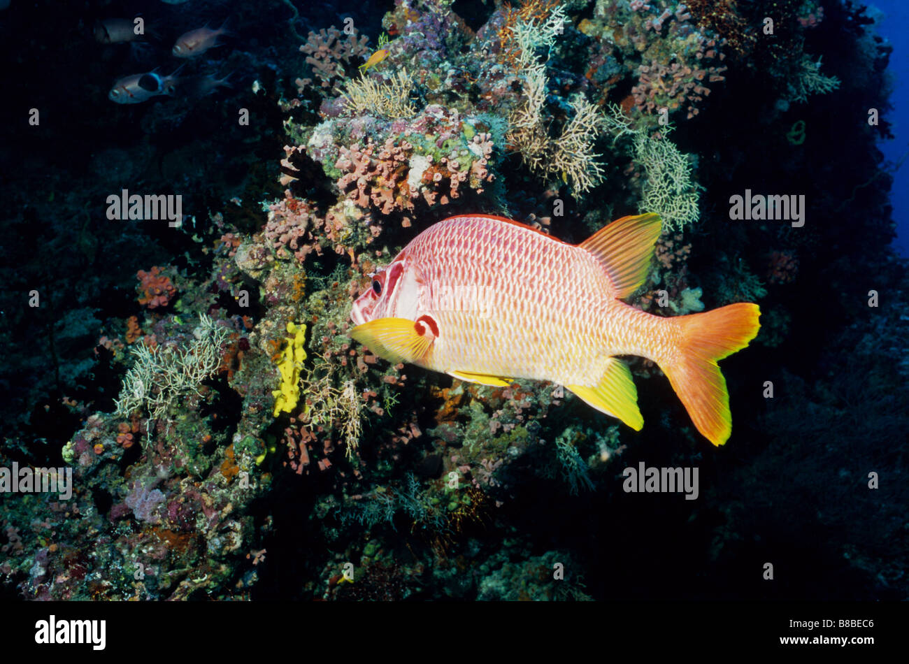Giant Squirrelfish. Priacanthidae. Sargocentron Spiniferum. Underwater marine life of the Maldives. Ocean fish. Fish. Reef fish. Stock Photo