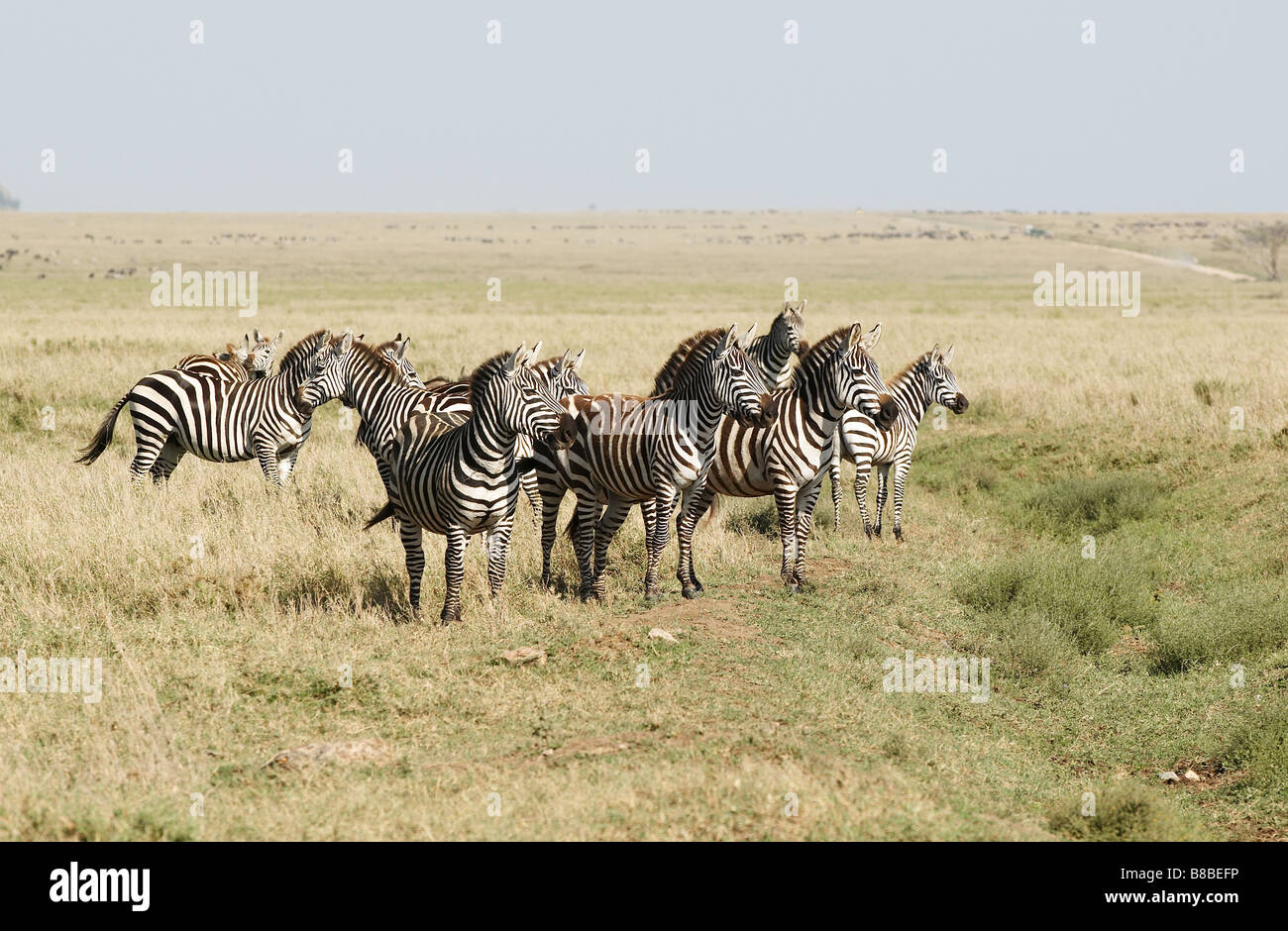 Zebras African animals with white and black stripes Stock Photo - Alamy